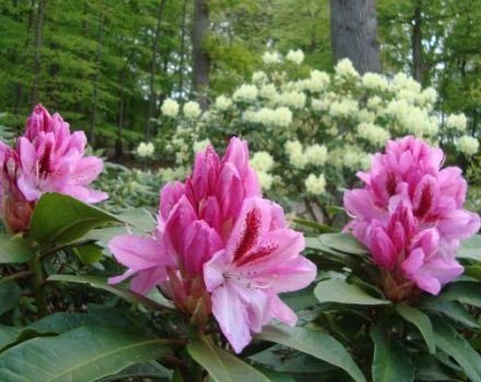 Bakit ang mga dahon ng rhododendron ay nagiging dilaw at kung ano ang gagawin para sa paggamot