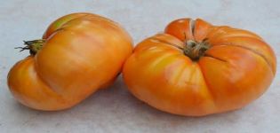 Pomidorų veislės aprašymas Vasarinis sidras, auginimas ir priežiūra