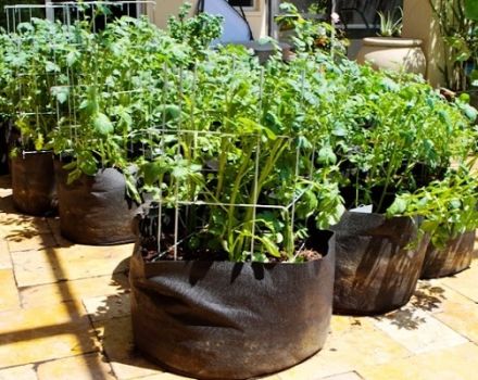 Công nghệ từng bước để trồng khoai tây đóng túi