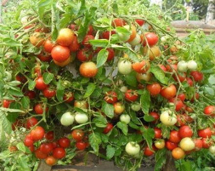 Mô tả và đặc điểm của giống cà chua Valentine, năng suất của nó