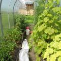 Er det muligt at plante peberfrugter og agurker i samme drivhus