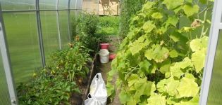 È possibile piantare peperoni e cetrioli nella stessa serra