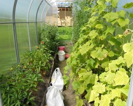 Είναι δυνατόν να φυτέψετε πιπεριές και αγγούρια στο ίδιο θερμοκήπιο