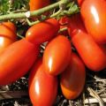 Gulliver domates çeşidinin özellikleri ve tanımı, verimi