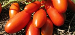 Gulliver-tomaattilajikkeen ominaisuudet ja kuvaus, sen sato