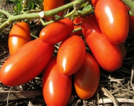 Kenmerken en beschrijving van de tomatenvariëteit Gulliver, de opbrengst