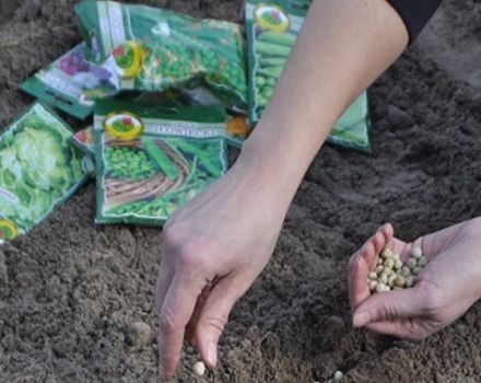Cómo plantar guisantes antes del invierno y es posible hacerlo.