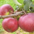 Descripció de la varietat de poma Babushkino, característiques de les fruites i resistència a les malalties