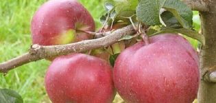 Descripción de la variedad de manzana Babushkino, características de las frutas y resistencia a las enfermedades.
