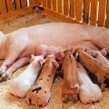 Cách cho lợn nái sau sinh bú tại nhà để có nhiều sữa