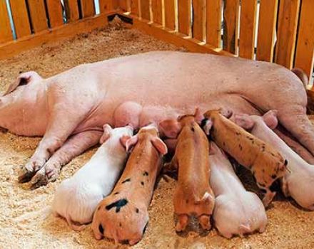 Cách cho lợn nái sau sinh bú tại nhà để có nhiều sữa