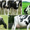 Historia y descripción de la raza holandesa de vacas, sus características y contenido.