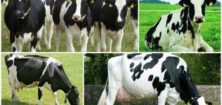 Història i descripció de la raça holandesa de vaques, les seves característiques i contingut