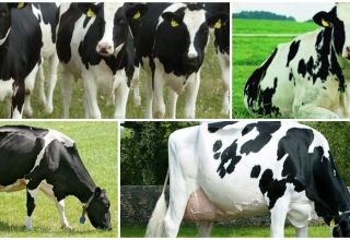 Historia y descripción de la raza holandesa de vacas, sus características y contenido.