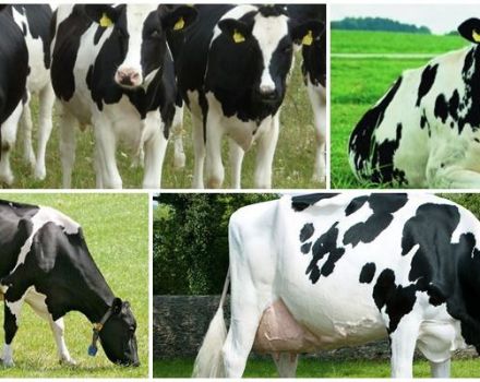 تاريخ ووصف السلالة الهولندية من الأبقار وخصائصها ومحتواها