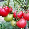 Revisione delle migliori varietà precoci di pomodori per serre con nomi