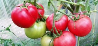 Pregled najboljih ranih sorti rajčice za staklenike s imenima