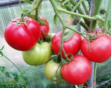 Pārskats par labākajām agrīno tomātu šķirnēm siltumnīcām ar nosaukumiem