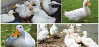 Description and characteristics of cherry Valley ducks, rearing and care