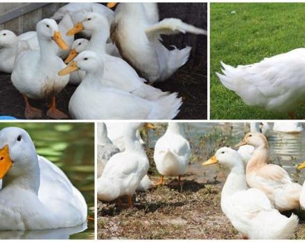 Опис и карактеристике патки Цхерри Валлеи, узгој и брига