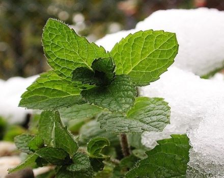 Description of the variety of peppermint Kuban mint, features of cultivation and care