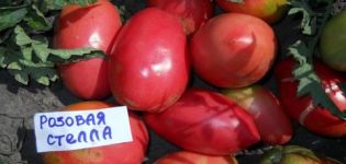 Charakterystyka i opis odmiany pomidora Pink Stella, jej plon