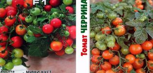 תיאור מגוון העגבניות Cerrinano בשיטות הגידול שלו