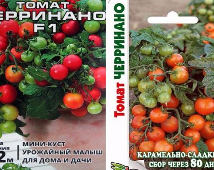 Description of the variety of tomato Cerrinano its cultivation methods