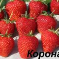 Description and characteristics of the strawberry variety Crown, cultivation and care