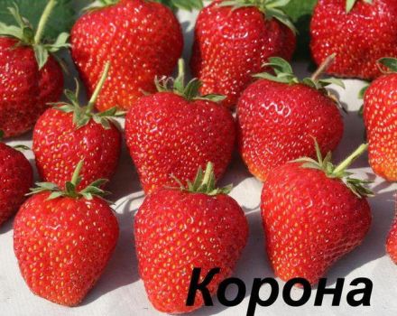 Beskrivning och egenskaper för jordgubbsorten Kron, odling och skötsel