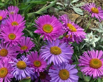 Description of varieties of alpine asters, cultivation, planting and care