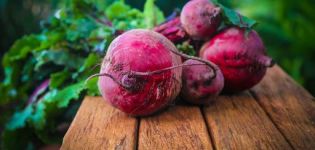Is it possible for pigs and piglets to give red beets, its benefits and harms
