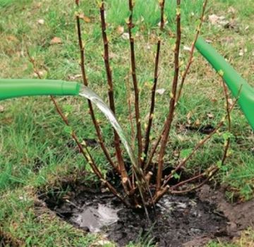 How and when is it better to transplant a currant bush to a new place