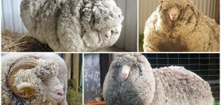 Characteristics of merino sheep and who bred them, what is known and breeding