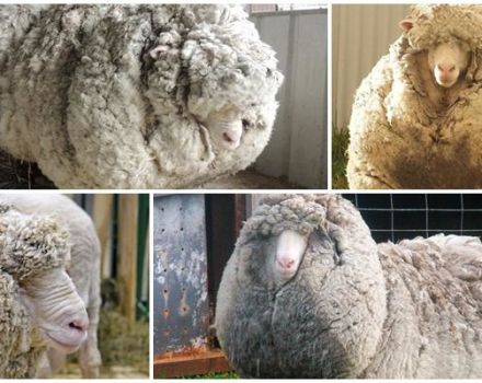 Característiques de les ovelles merines i de les que van criar, el que es coneix i la cria