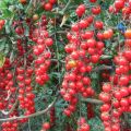 Egenskaber og beskrivelse af cherrytomatsorten Kirsebærrød, dets udbytte