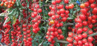 Ķiršu tomātu šķirnes Ķiršu sarkanais raksturojums un apraksts, tā raža