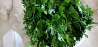 How to properly preserve parsley for the winter at home
