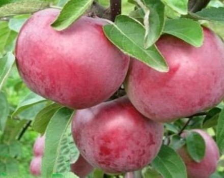 Mô tả và đặc điểm của giống táo Darunok, cách thu hoạch và bảo quản cây trồng