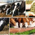 A szilázs előnyei a tehenek számára, és hogyan lehet ezt otthon megtenni, tárolás