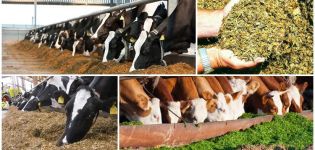 De voordelen van kuilvoer voor koeien en hoe u het thuis kunt doen, opslag