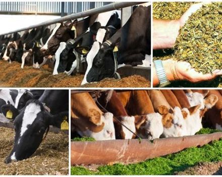 The benefits of silage for cows and how to do it right at home, storage