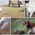 Motive și ce trebuie făcut dacă capra nu poate naște și preveni