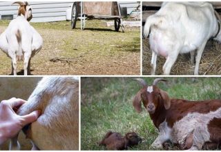 Motive și ce trebuie făcut dacă capra nu poate naște și preveni