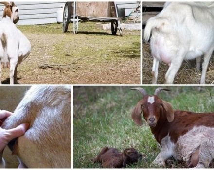 Raons i què fer si la cabra no pot donar a llum per si mateixa i prevenir