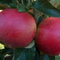 Description of apple variety Memory to the Warrior, characteristics of fruits and resistance to diseases