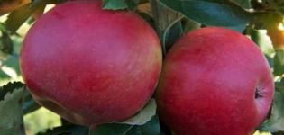 Opis odmiany jabłek Memory to the Warrior, cechy owoców i odporność na choroby