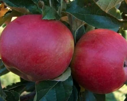 Descripció de la varietat de poma Memòria al guerrer, característiques de les fruites i resistència a les malalties