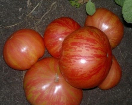 Description of the variety of tomato Vintage vine, its characteristics and productivity