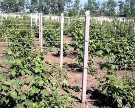 How to make a trellis for tying blackberries with your own hands and tie it correctly